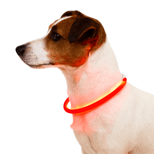 Valopanta koiralle, Lovely Pet