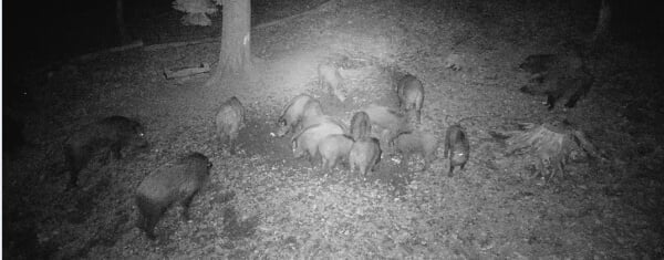 Riistakamera 4G Hunting 400C PRO, PNI