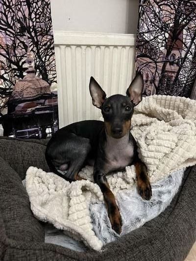 Lemmikin peti 62 cm, Hound Comfort