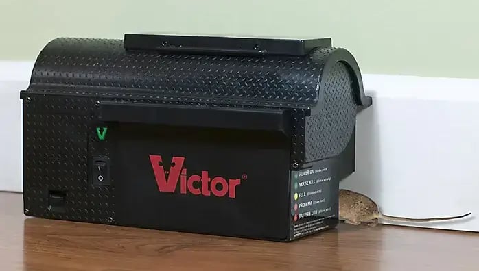 Miten päästä eroon hiiristä?