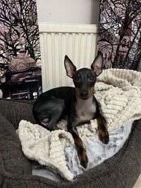 Inkeri M. arvosteli tuotteen Lemmikin peti 62 cm, Hound Comfort