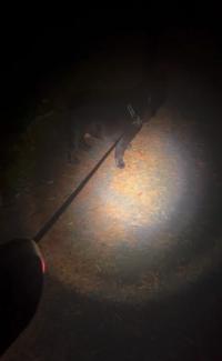 Miia N. arvosteli tuotteen Talutushihna valolla 5 m, Atom