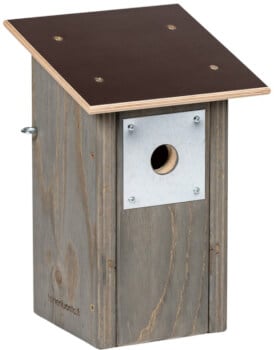 Linnunp&ouml;ntt&ouml; sinitiaiselle, Toinen Luonto